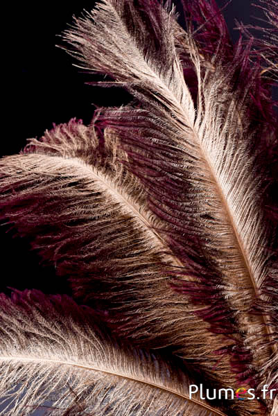 Struzzo con rachide dorato – 30-40 cm – grigio naturale-bordò